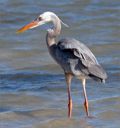 A Great Blue Heron (often seen a Utah Lake)