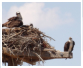 Osprey (family)